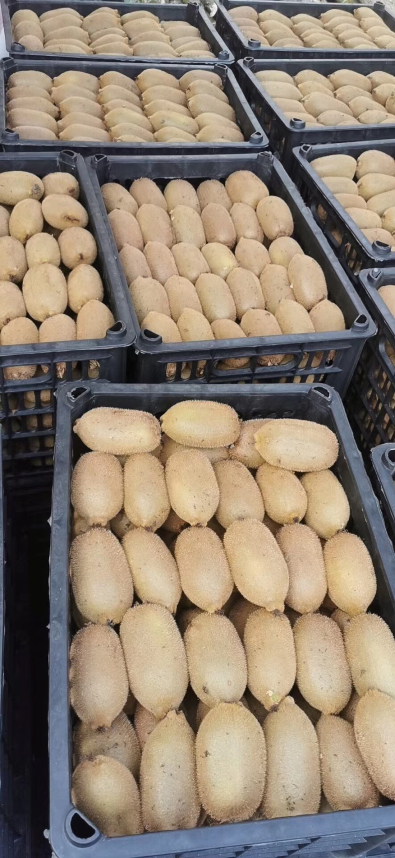 湖南湘西凤凰米良一号