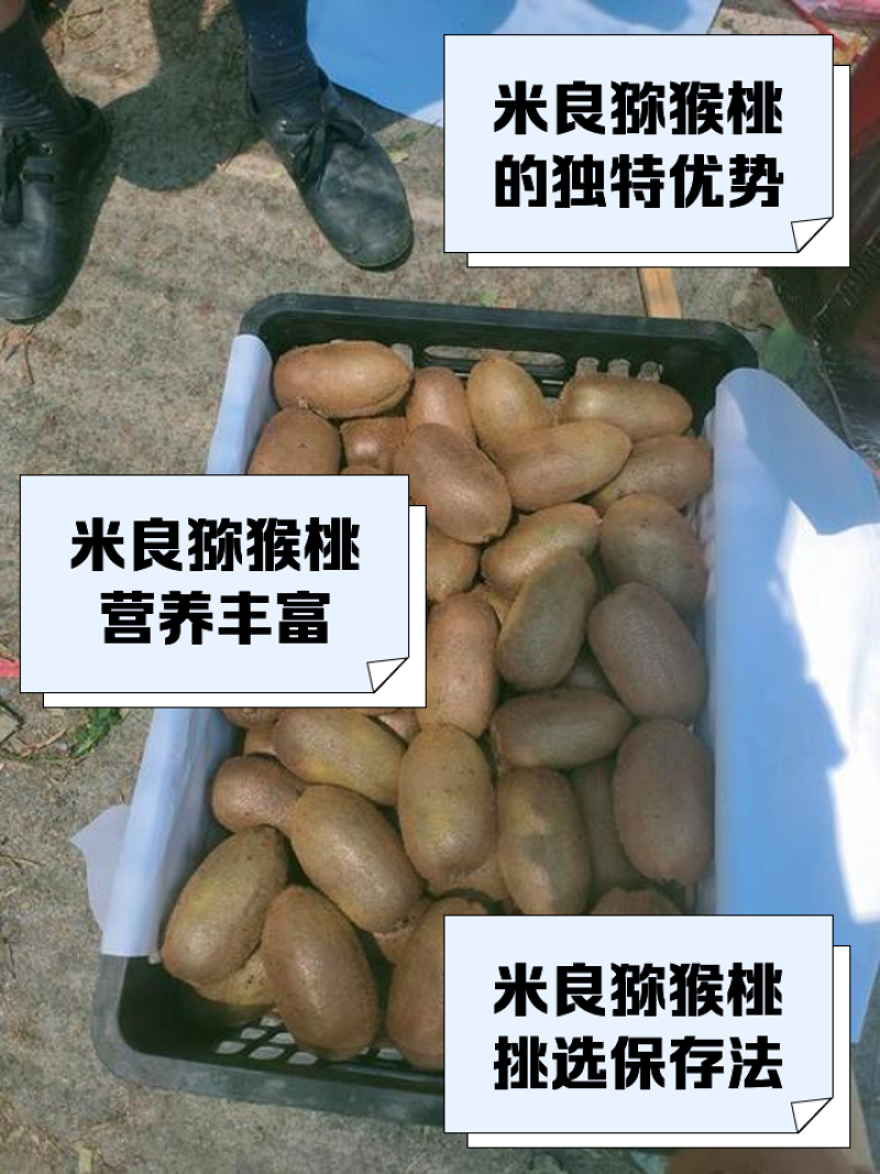 湖南湘西凤凰米良一号