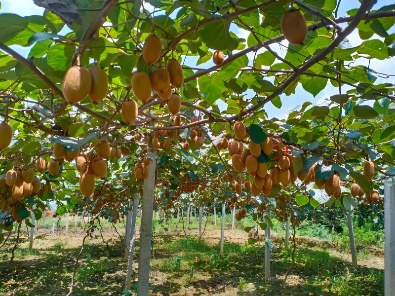 湖南湘西凤凰米良一号