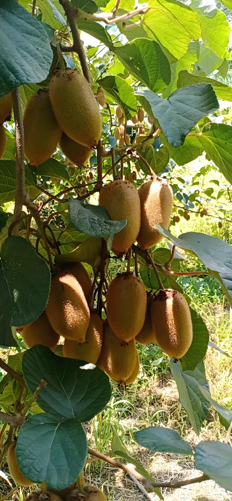 湖南湘西凤凰米良一号