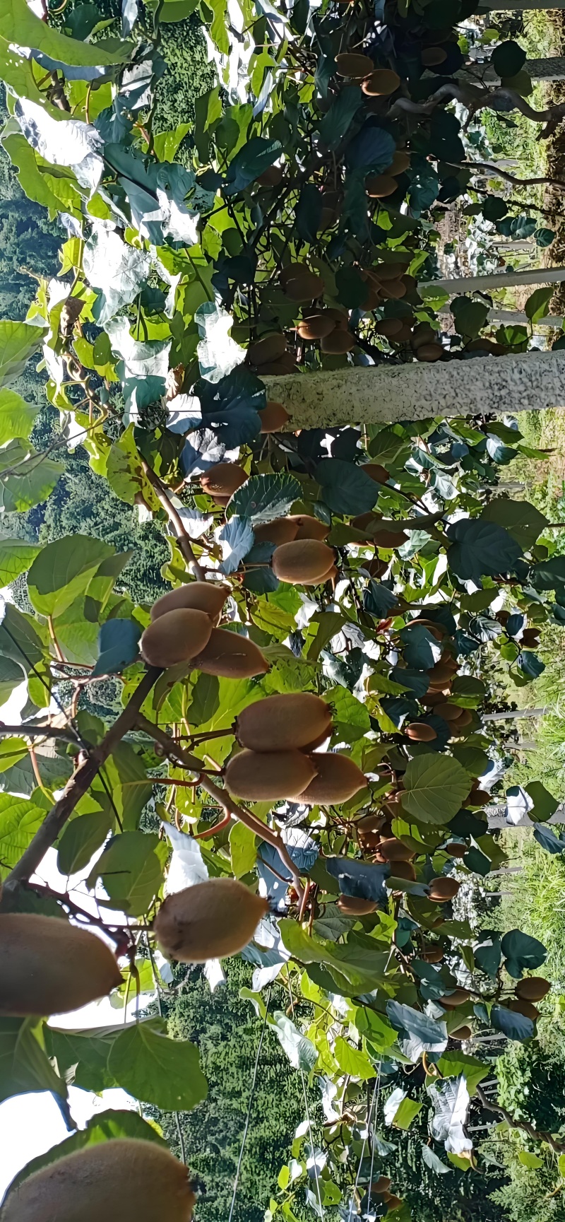 湖南湘西凤凰米良一号