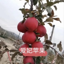 爱妃苹果苗包成活现挖现卖当年结果南北方种植