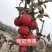 爱妃苹果苗包成活现挖现卖当年结果南北方种植