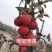 爱妃苹果苗包成活现挖现卖当年结果南北方种植