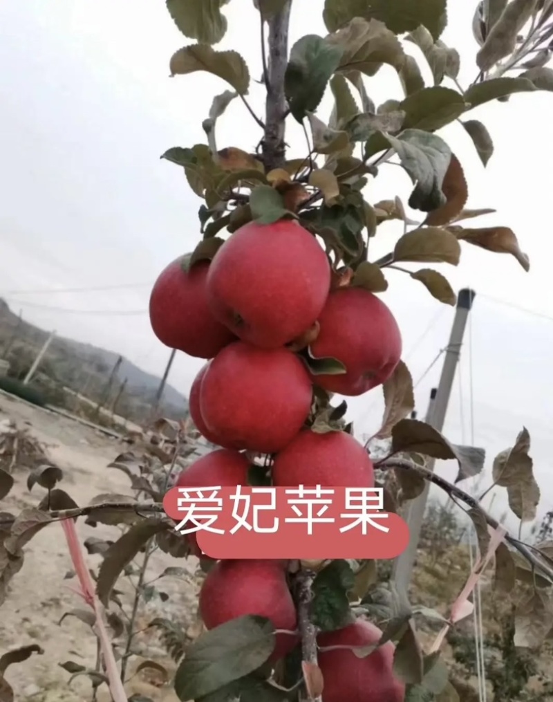 爱妃苹果苗包成活现挖现卖当年结果南北方种植