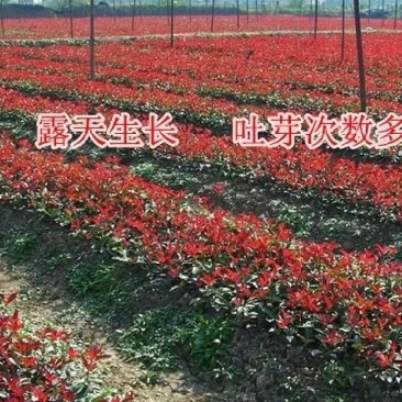 16杯红叶石楠大杯苗大量现货出售