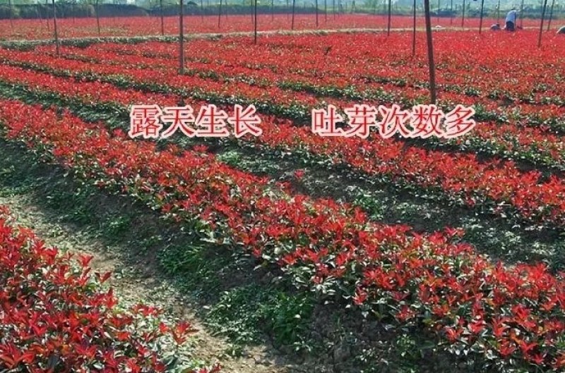 16杯红叶石楠大杯苗大量现货出售