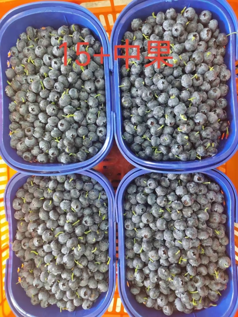 云南高山花香蓝莓，全国发货，一件代