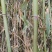 野生小竹竿可做植物架只能做小量。量大别找我。对不起！