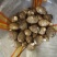 山东精品毛芋头软糯香甜品质上乘欢迎来电洽谈价更优