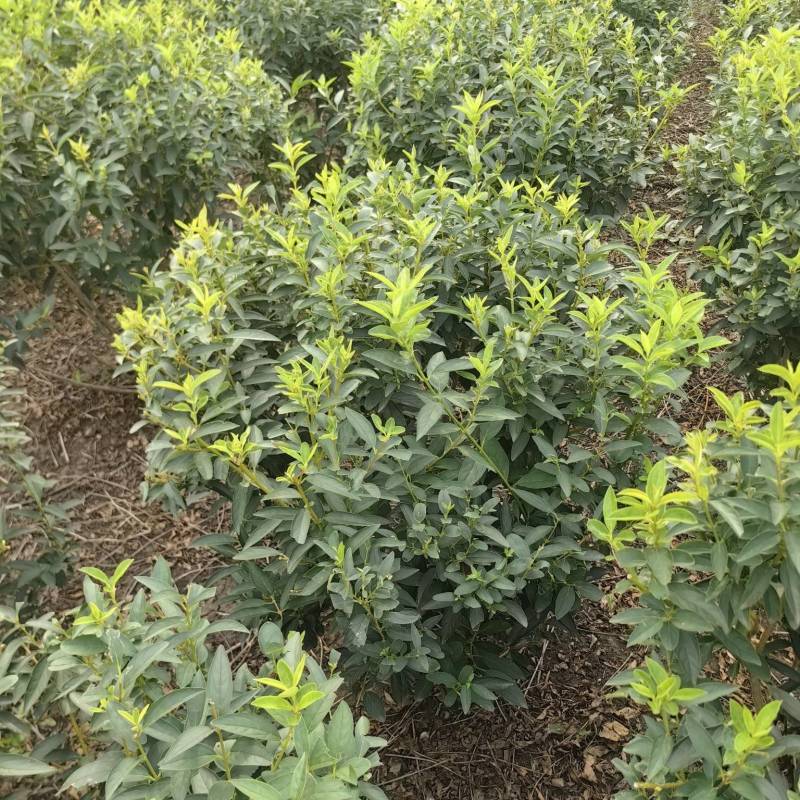 连翘球型饱满欢迎实地考察各种规格齐全
