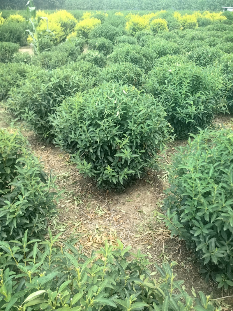 连翘球型饱满欢迎实地考察各种规格齐全