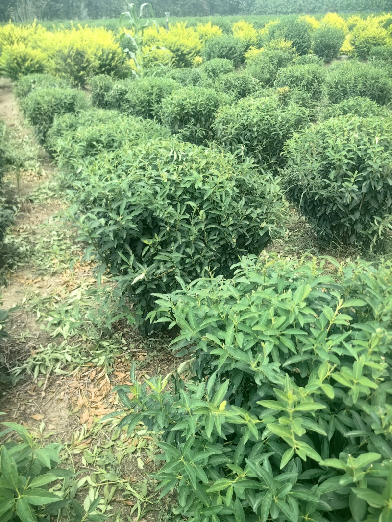 连翘球型饱满欢迎实地考察各种规格齐全