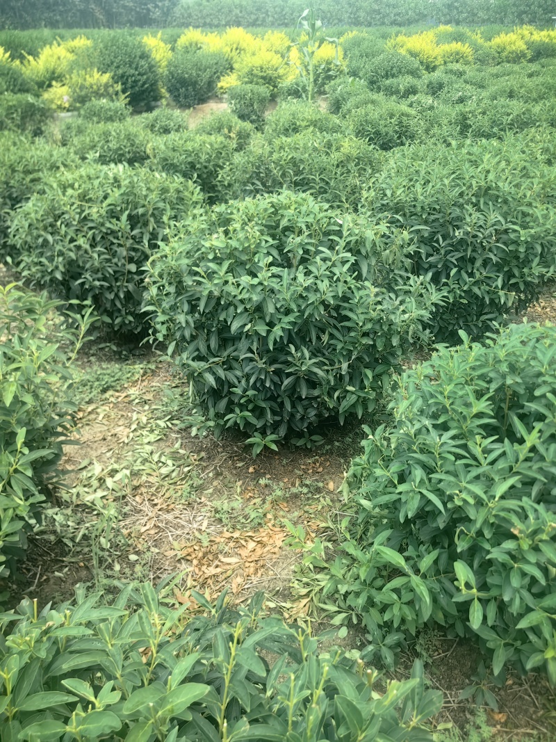 连翘球型饱满欢迎实地考察各种规格齐全