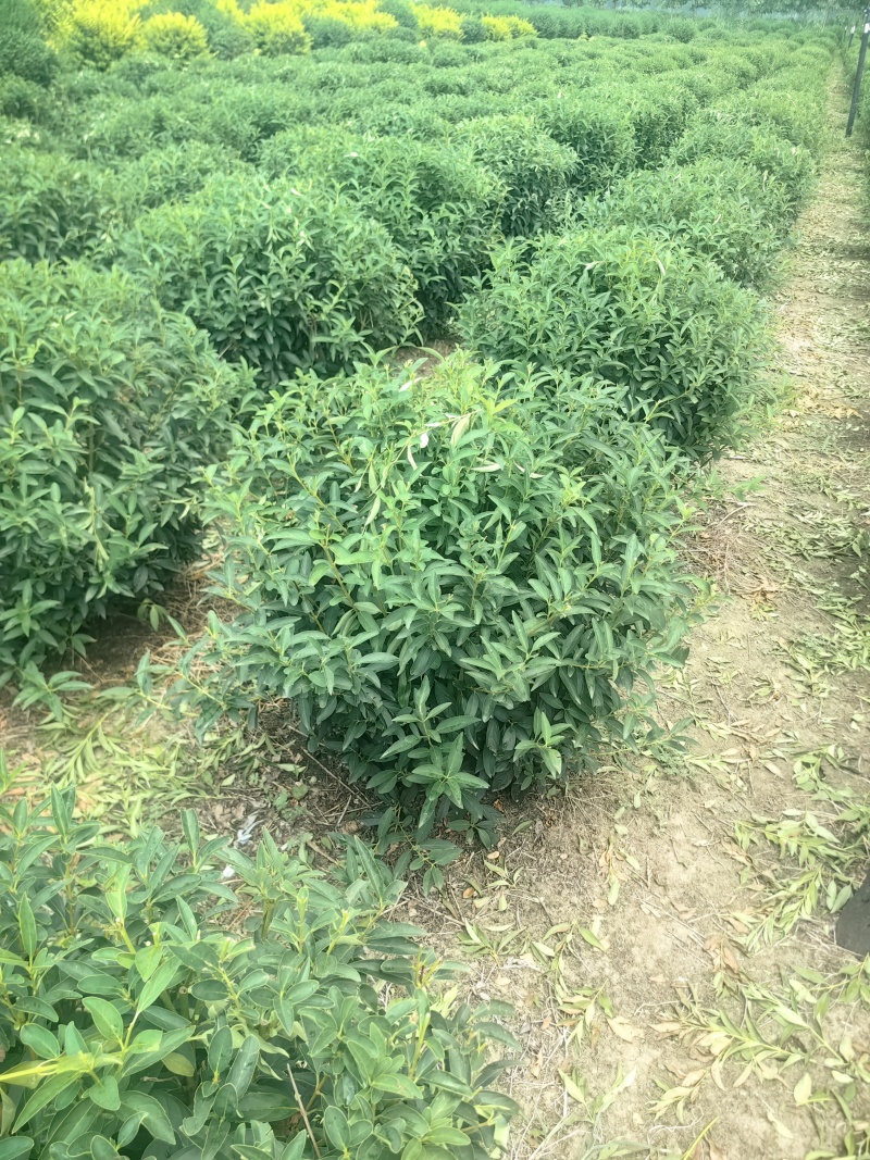 连翘球型饱满欢迎实地考察各种规格齐全