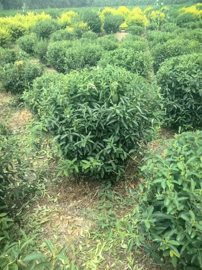 连翘球型饱满欢迎实地考察各种规格齐全
