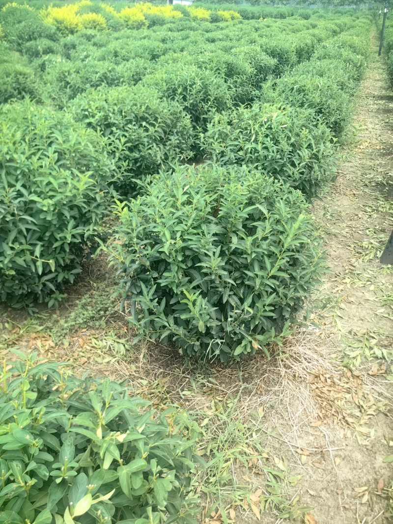 连翘球型饱满欢迎实地考察各种规格齐全