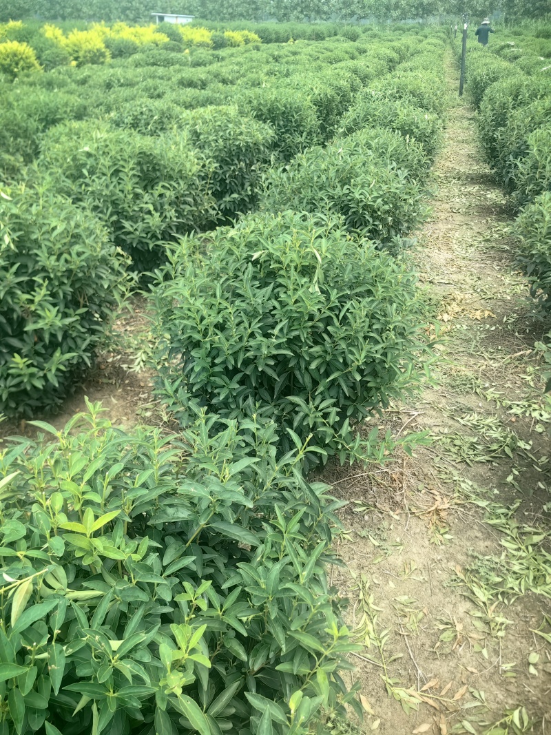 连翘球型饱满欢迎实地考察各种规格齐全