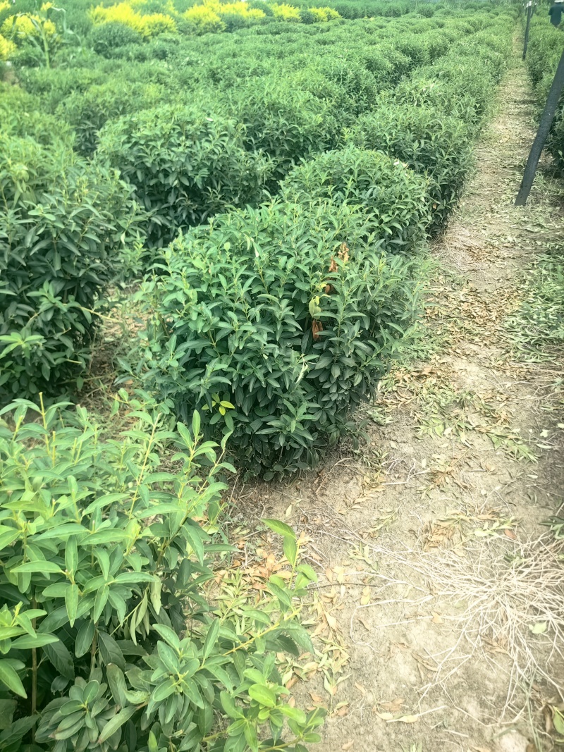 连翘球型饱满欢迎实地考察各种规格齐全