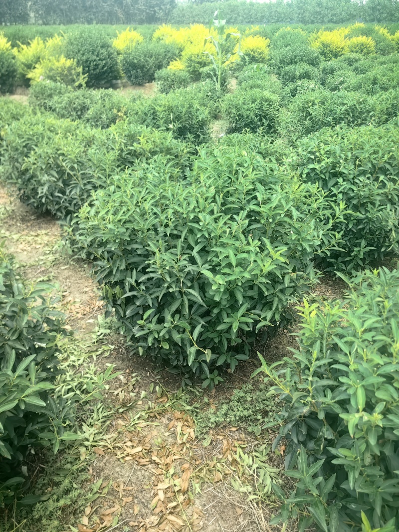 连翘球型饱满欢迎实地考察各种规格齐全