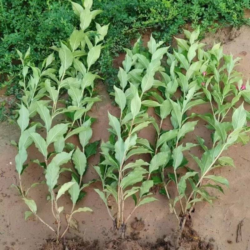 红王子锦带花基地直供球型饱满欢迎实地考察各种规格齐全