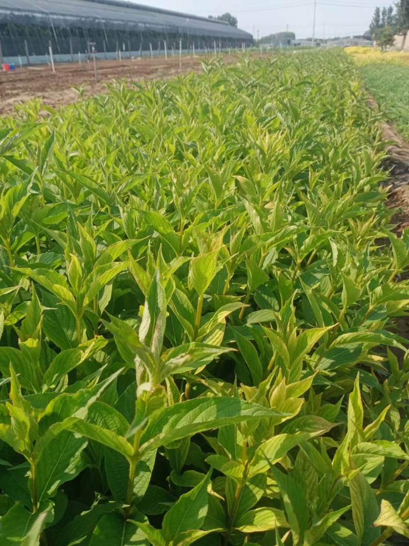 红王子锦带花基地直供球型饱满欢迎实地考察各种规格齐全