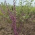紫荆基地直供球型饱满欢迎实地考察各种规格齐全