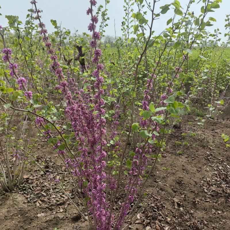 紫荆基地直供球型饱满欢迎实地考察各种规格齐全