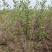 紫荆基地直供球型饱满欢迎实地考察各种规格齐全