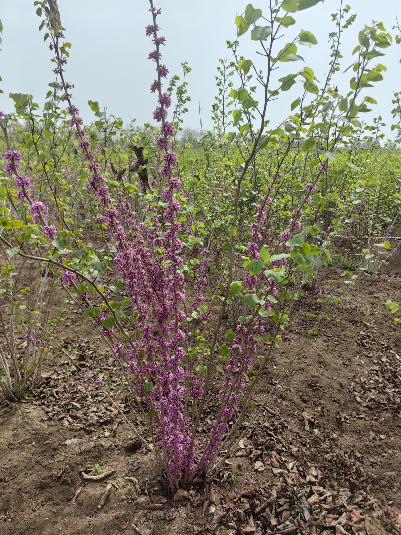 紫荆基地直供球型饱满欢迎实地考察各种规格齐全