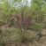 紫荆基地直供球型饱满欢迎实地考察各种规格齐全