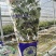 云南澄江蓝莓苗蓝莓树带花带果发货可落地配/整车批发/一件
