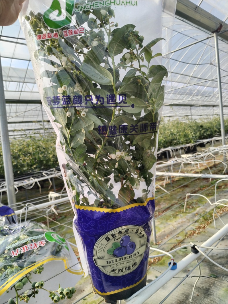 云南澄江蓝莓苗蓝莓树带花带果发货可落地配/整车批发/一件