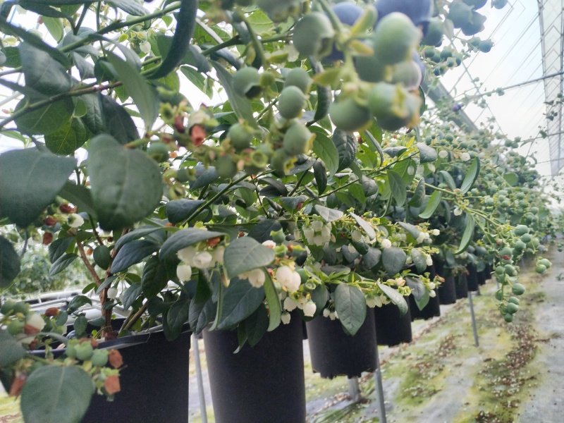 云南澄江蓝莓苗蓝莓树带花带果发货可落地配/整车批发/一件