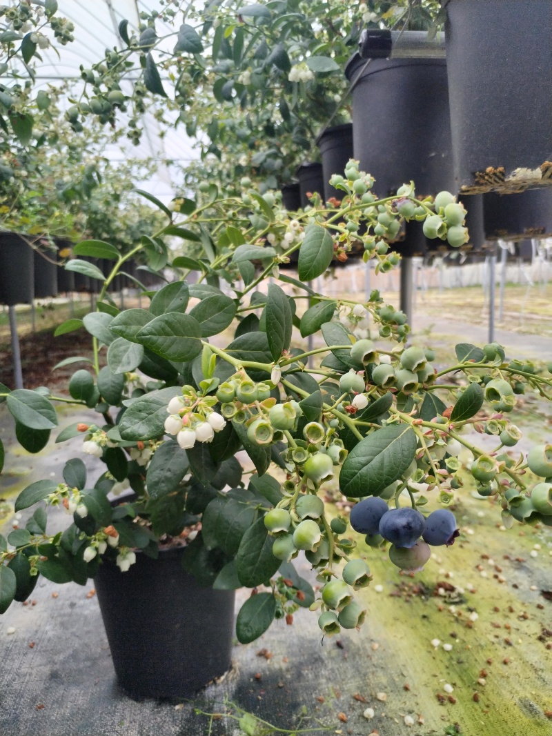 云南澄江蓝莓苗蓝莓树带花带果发货可落地配/整车批发/一件