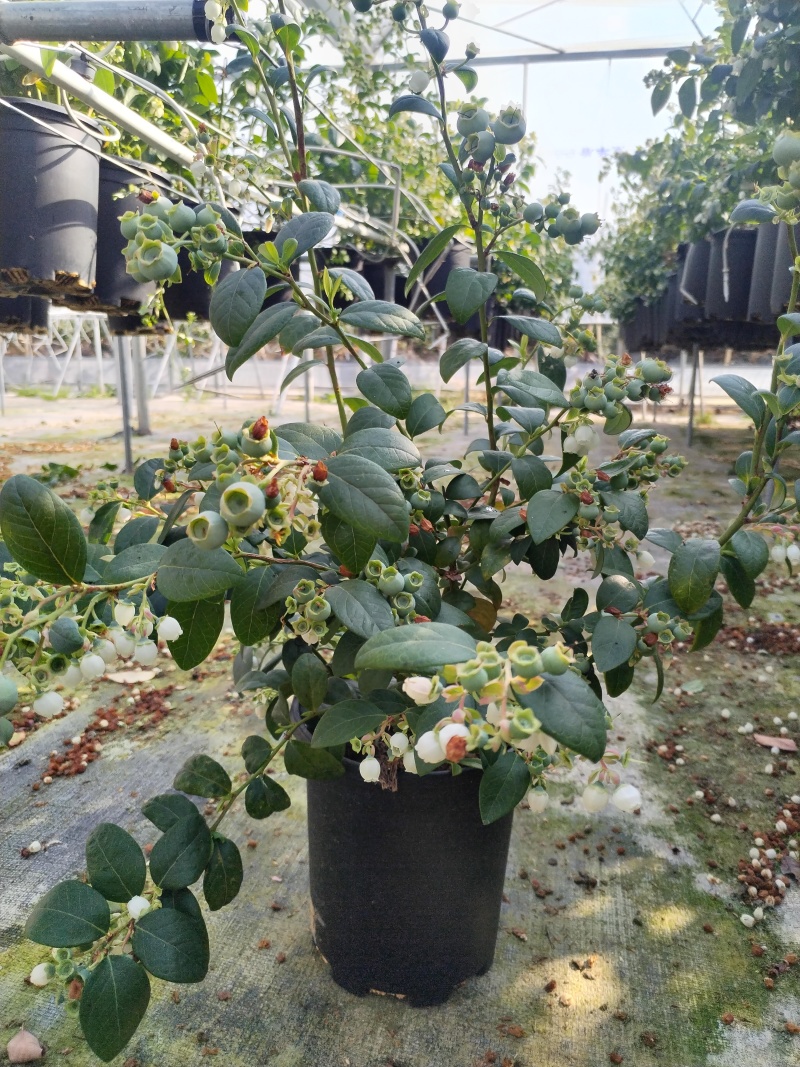 云南澄江蓝莓苗蓝莓树带花带果发货可落地配/整车批发/一件