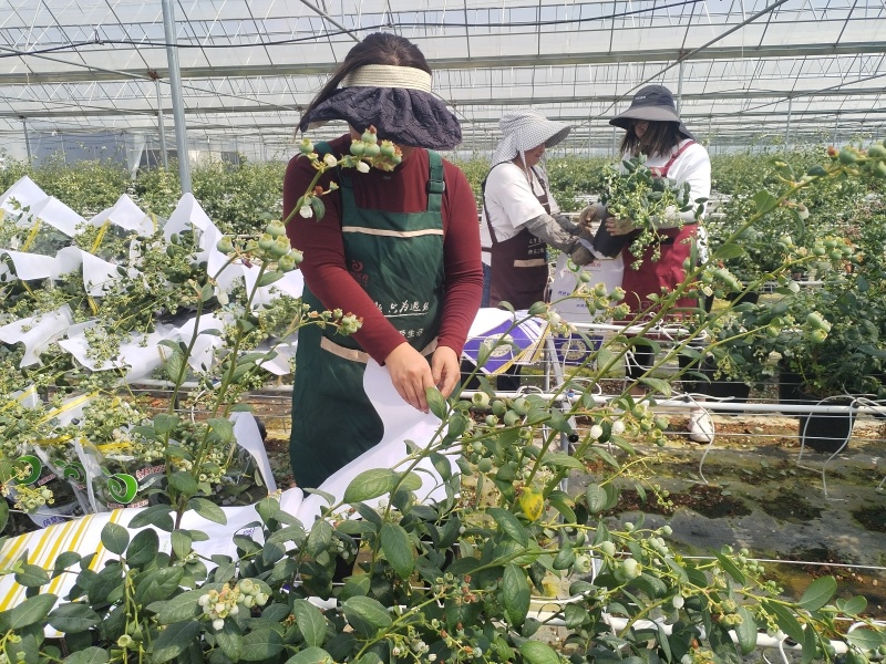 云南澄江蓝莓苗蓝莓树带花带果发货可落地配/整车批发/一件