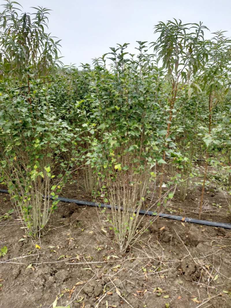 木槿基地直供球型饱满欢迎实地考察各种规格齐全
