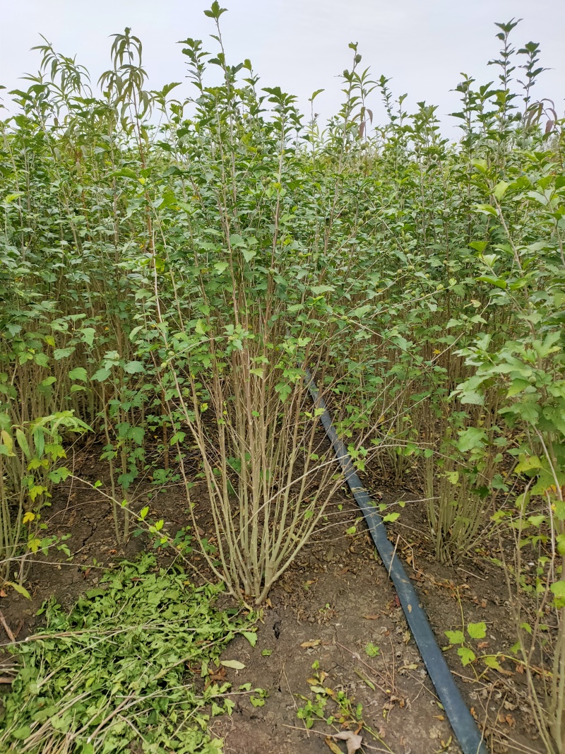 木槿基地直供球型饱满欢迎实地考察各种规格齐全