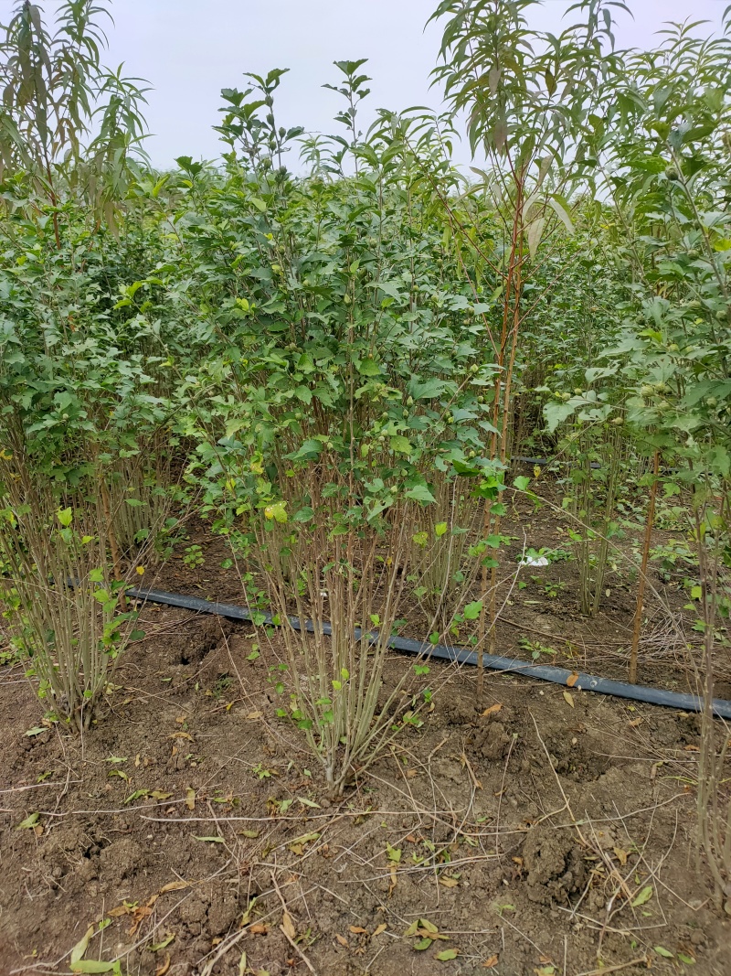 木槿基地直供球型饱满欢迎实地考察各种规格齐全