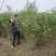 木槿基地直供球型饱满欢迎实地考察各种规格齐全