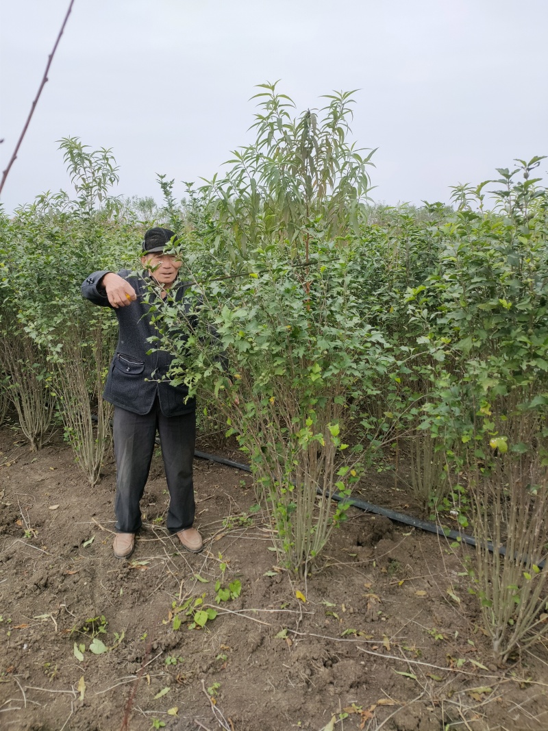 木槿基地直供球型饱满欢迎实地考察各种规格齐全