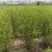 木槿基地直供球型饱满欢迎实地考察各种规格齐全