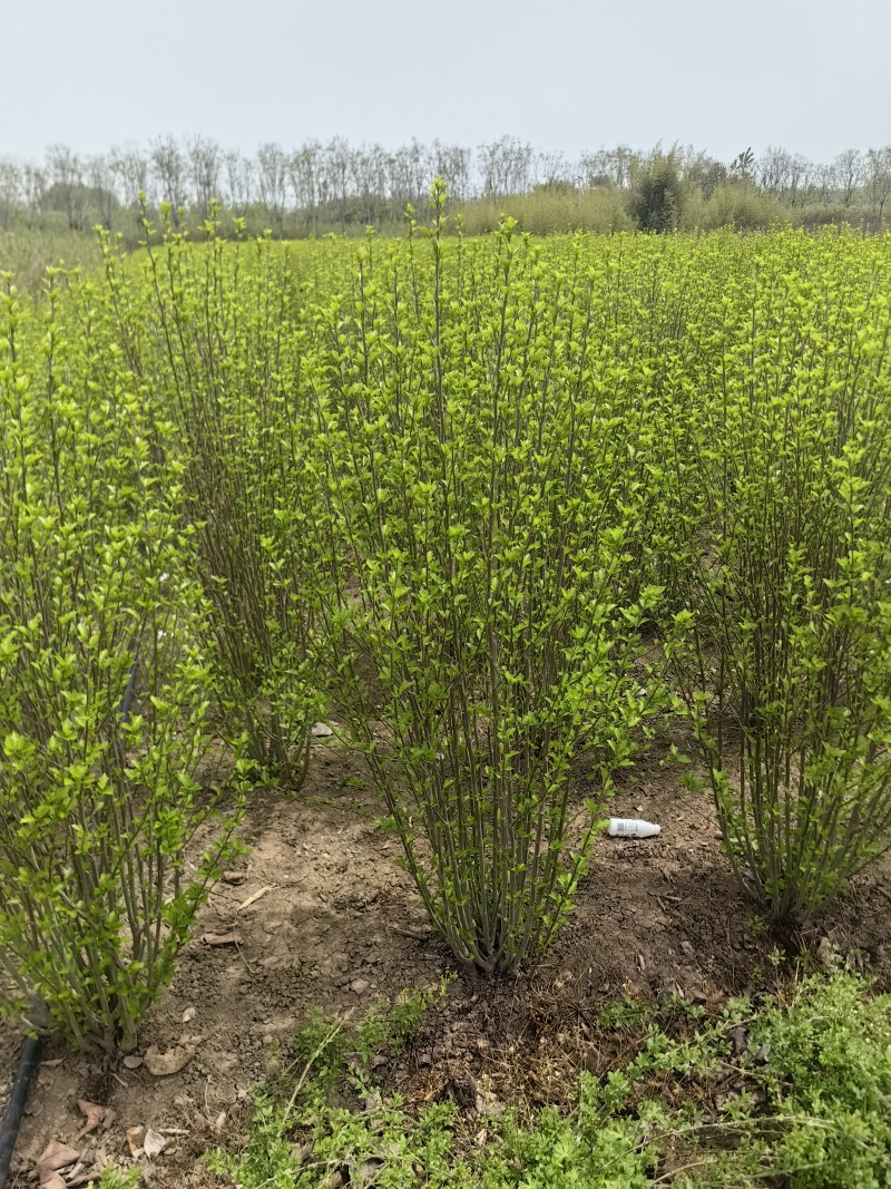 木槿基地直供球型饱满欢迎实地考察各种规格齐全