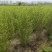 木槿基地直供球型饱满欢迎实地考察各种规格齐全