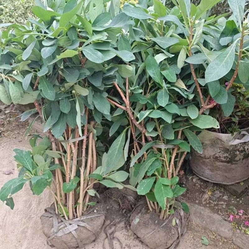 结香基地直供球型饱满欢迎实地考察各种规格齐全