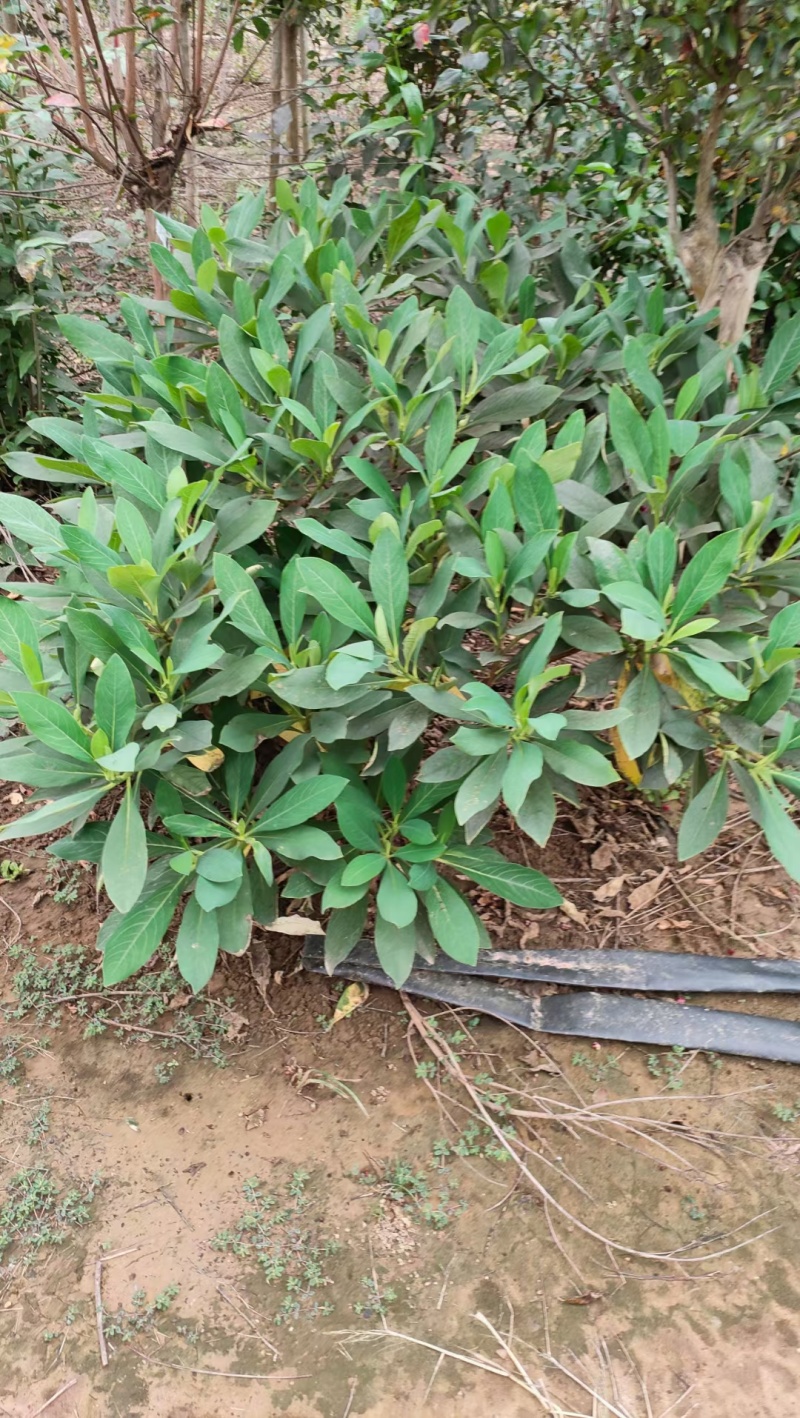 结香基地直供球型饱满欢迎实地考察各种规格齐全
