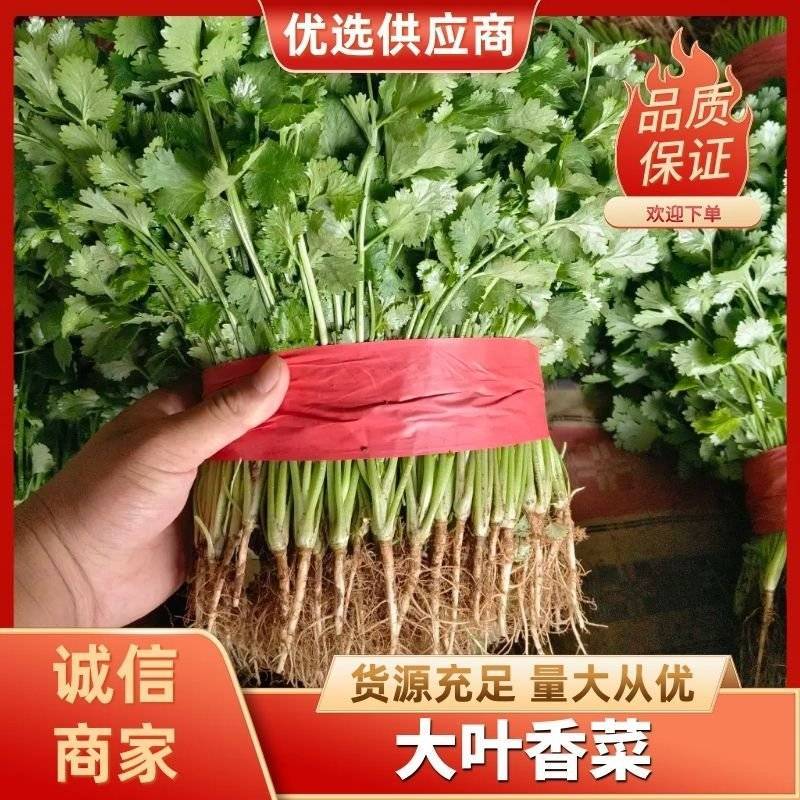 产地香菜大量供货中货多量大代发全国市场货超市货电商货都有