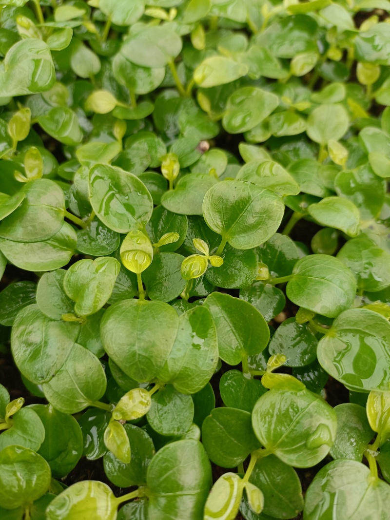 鹅掌柴苗盆栽花卉室内观叶植物四季常青绿植鸭脚木苗