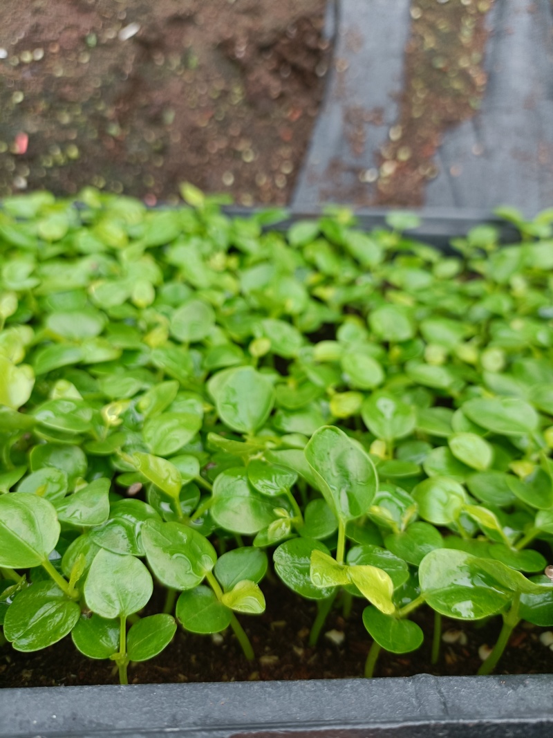 鹅掌柴苗盆栽花卉室内观叶植物四季常青绿植鸭脚木苗